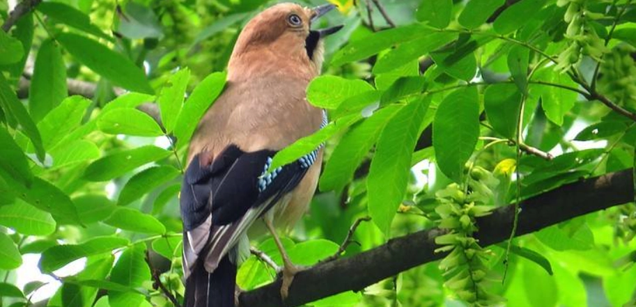 鳥突然死亡原因
