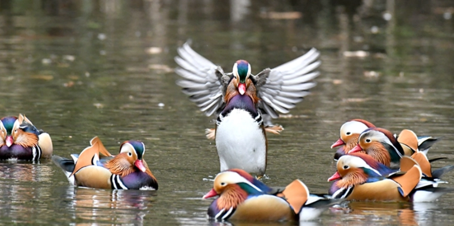 牡丹鸚鵡晚上叫