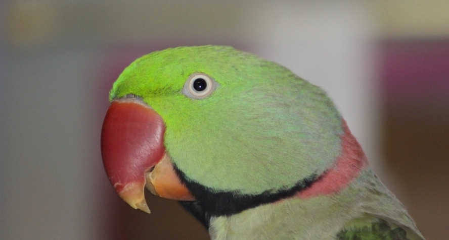 養鸚鵡要準備什麼