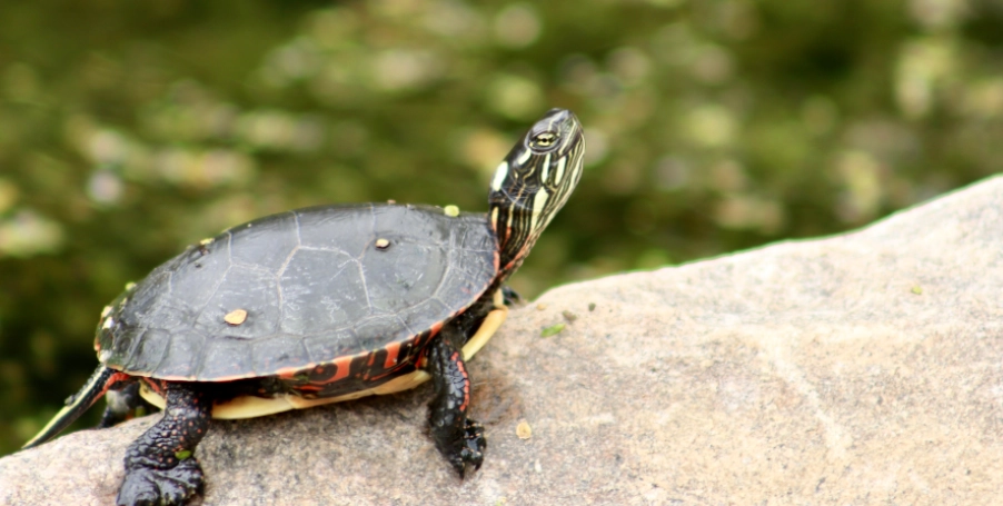 烏龜睡覺要關燈嗎