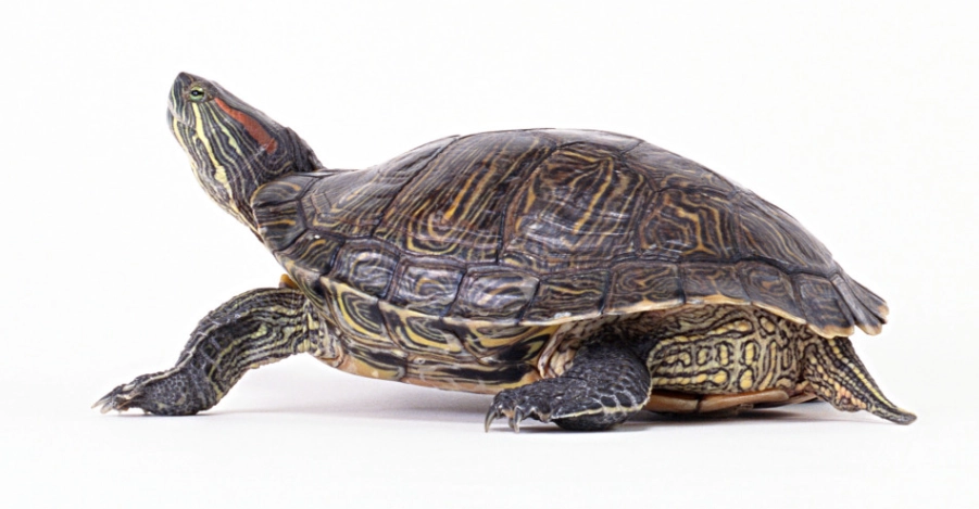 寵物烏龜夜間照顧