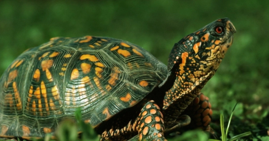 巴西龜睡覺不動