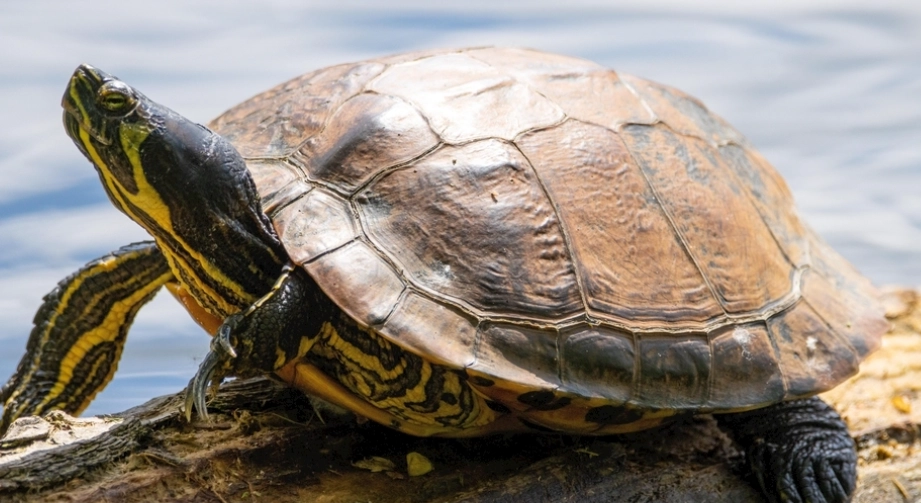 寵物烏龜夜間照顧