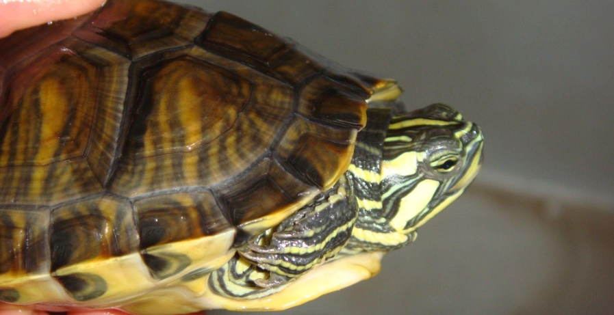 巴西龜睡覺不動