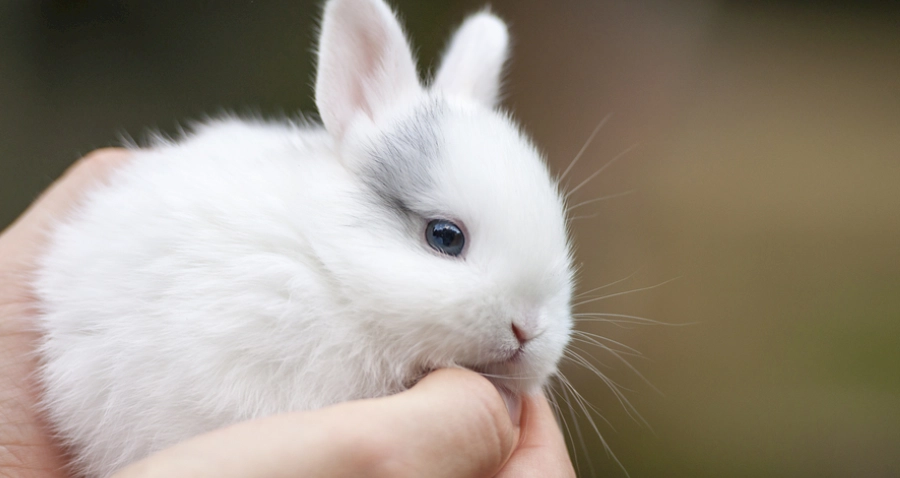 兔子年齡對照表