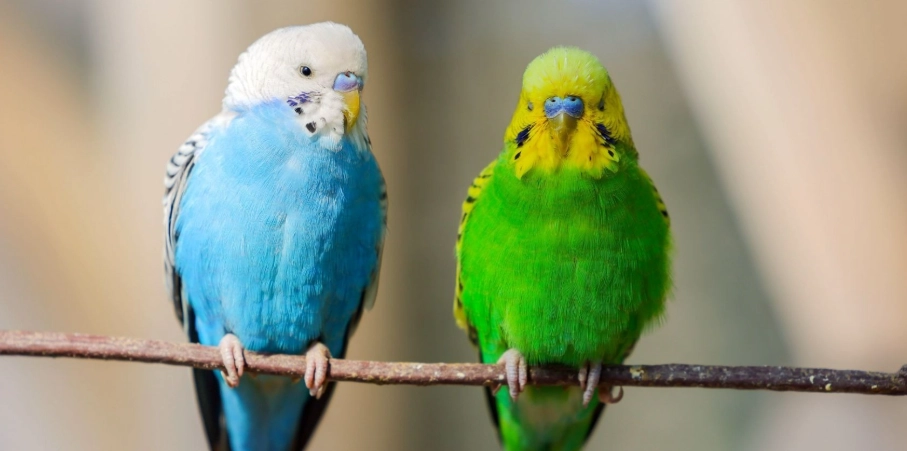 鸚鵡壓力徵兆 鸚鵡壓力徵兆