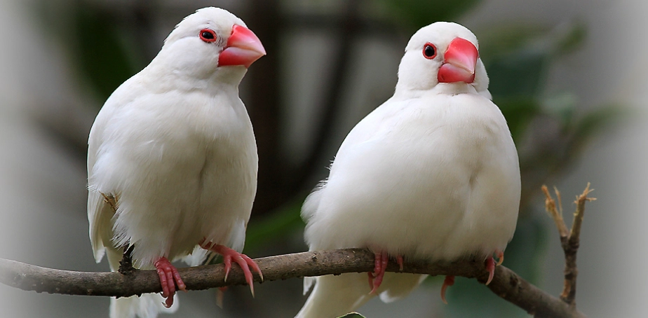 台灣白文鳥觀察地點