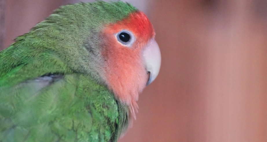 鸚鵡放鬆的表現