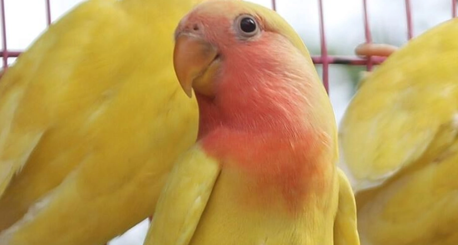 牡丹鸚鵡新手教學