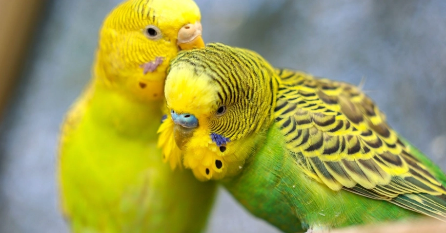 鸚鵡放鬆行為 鸚鵡放鬆行為