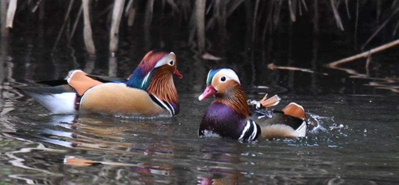 愛情鳥睡覺姿勢