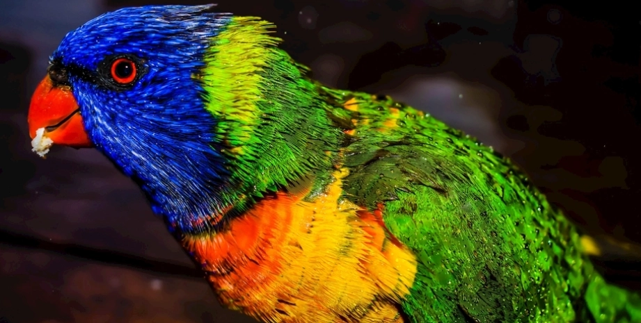 鸚鵡壓力徵兆 鸚鵡壓力徵兆