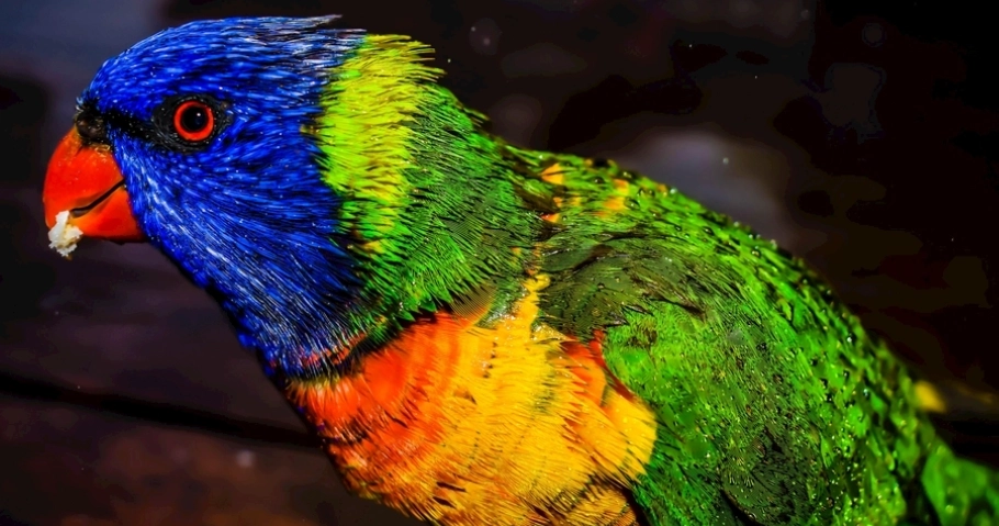 寵物鸚鵡叫聲 寵物鸚鵡叫聲