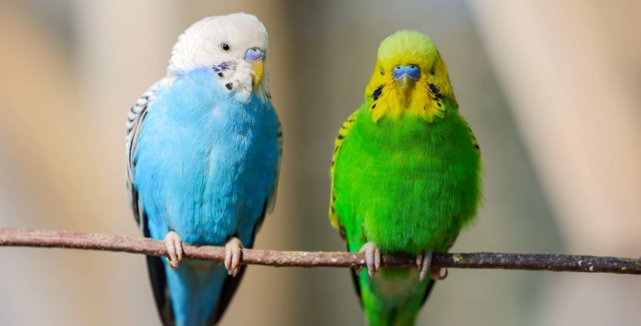 鸚鵡叫聲 鸚鵡叫聲