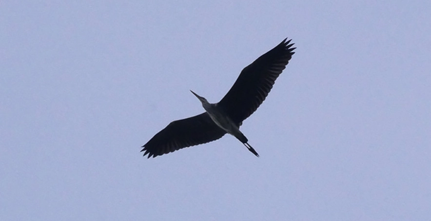 台灣觀鳥地點 台灣觀鳥地點