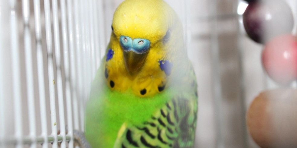 虎皮鸚鵡睡覺姿勢