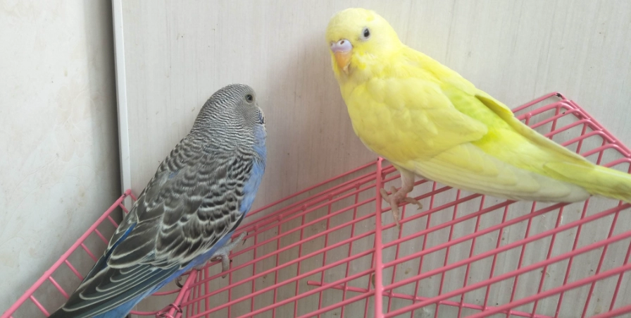 虎皮鸚鵡睡眠環境