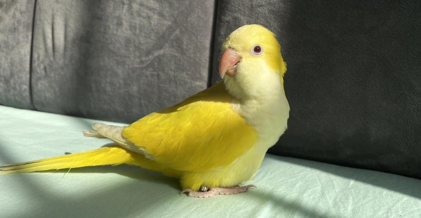 鸚鵡 睡眠 健康