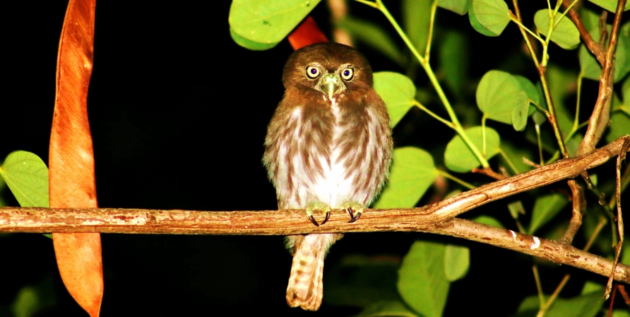 鳥類夜間活動 鳥類夜間活動