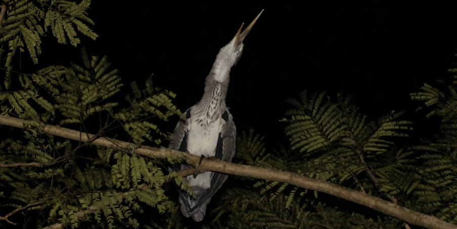 夜間觀鳥 夜間觀鳥