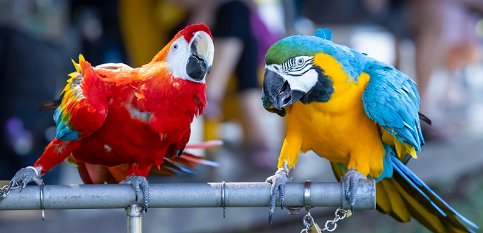 金剛鸚鵡叫聲意義