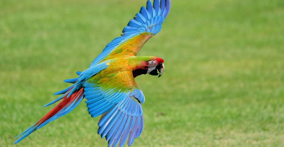 金剛鸚鵡叫聲訓練