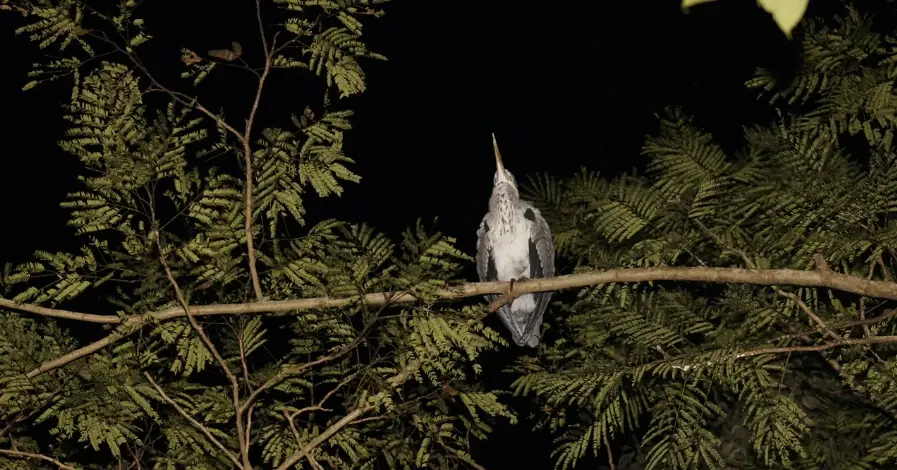 夜間觀鳥 夜間觀鳥