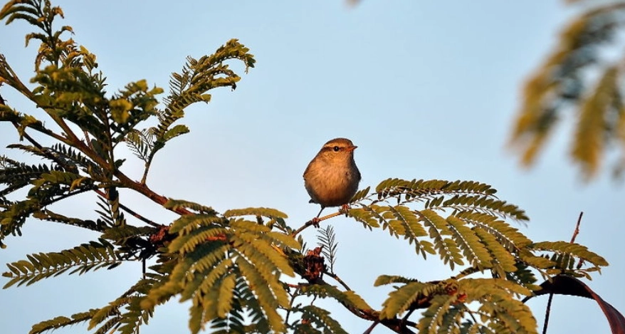 觀察小鳥睡覺地點