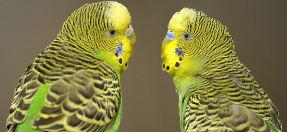 虎皮鸚鵡睡姿異常