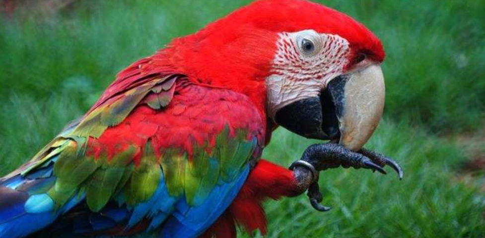 金剛鸚鵡叫聲太大