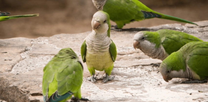 和尚鸚鵡 睡覺姿勢