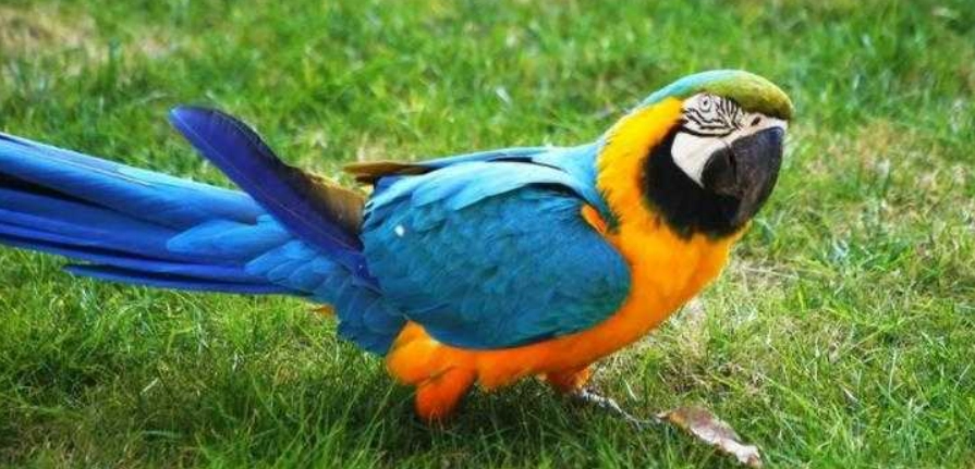 金剛鸚鵡叫聲訓練