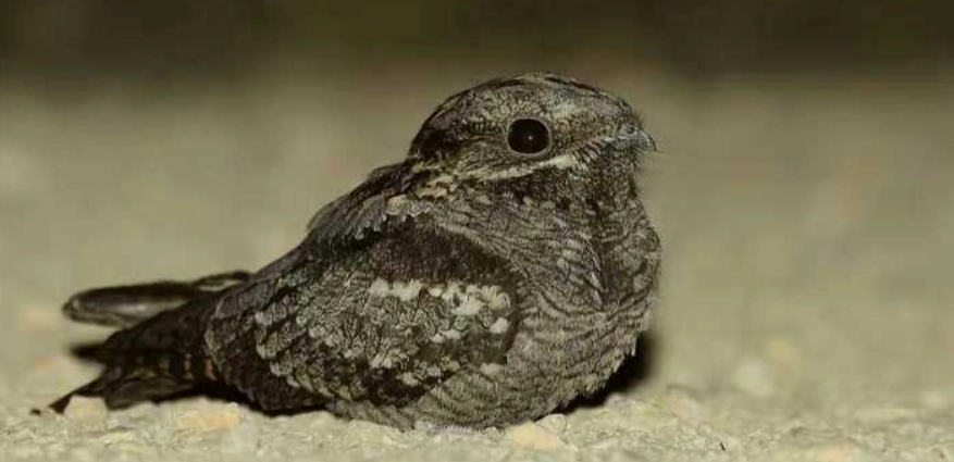 鳥類夜間活動 鳥類夜間活動