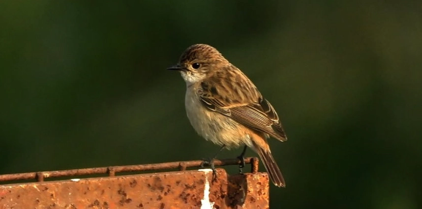 觀察小鳥睡覺地點