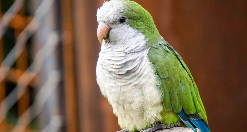 鸚鵡 睡眠 健康