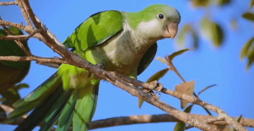 寵物鳥 睡覺 觀察