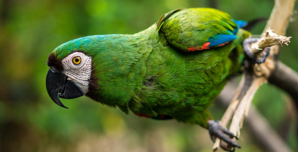 金剛鸚鵡叫聲太大