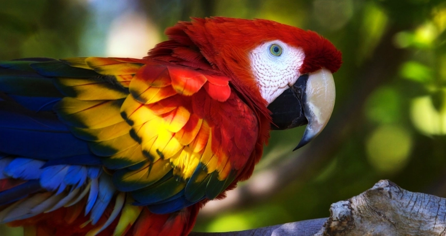 鸚鵡小聲叫原因