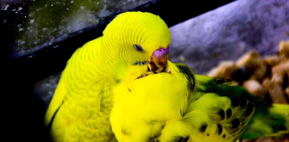 虎皮鸚鵡睡姿異常