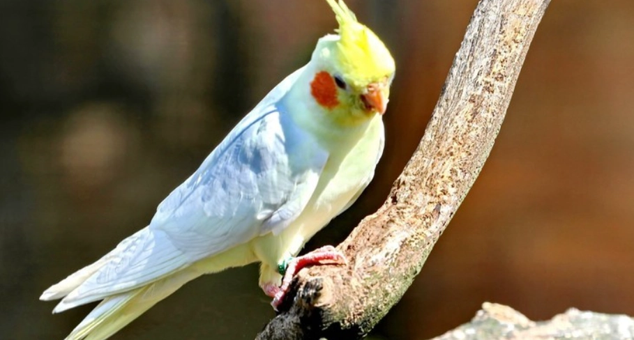 玄鳳鸚鵡一直叫