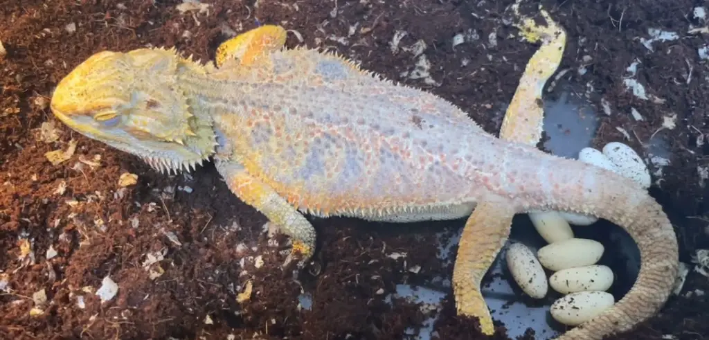 飼主必看！蜥蜴下蛋全攻略：從築巢到孵化，一次搞懂