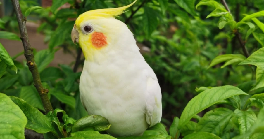 玄鳳鸚鵡 飼養技巧