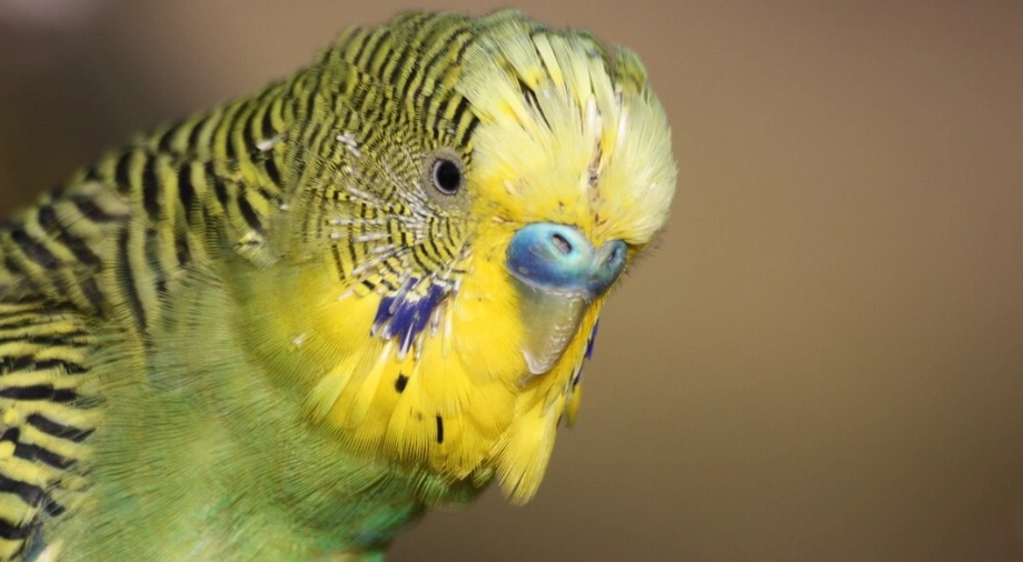 虎皮鸚鵡說話技巧