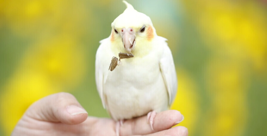 如何讓玄鳳鸚鵡安靜