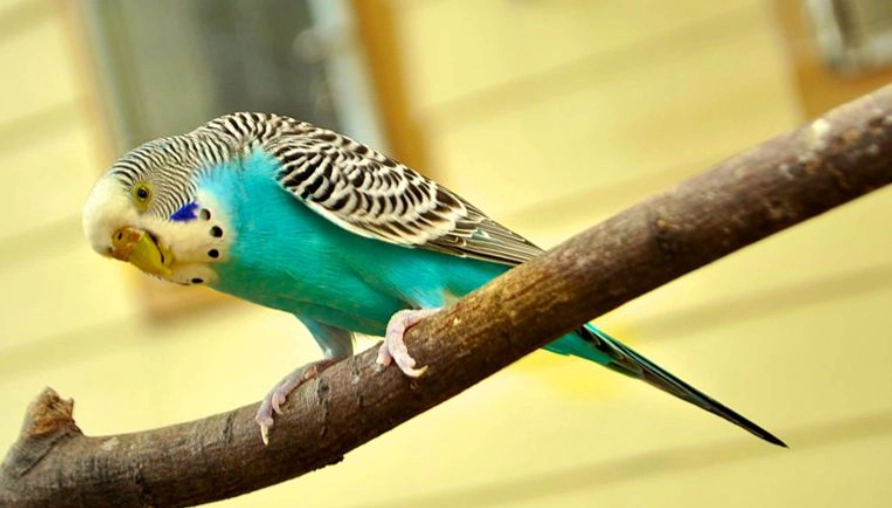 虎皮鸚鵡叫聲差異