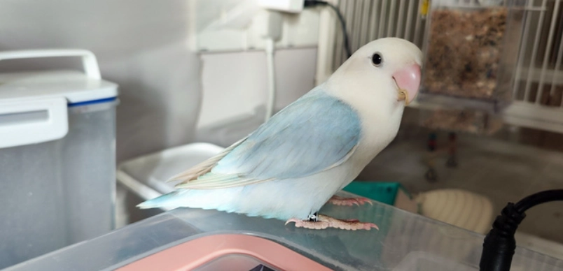 會說話的鸚鵡品種