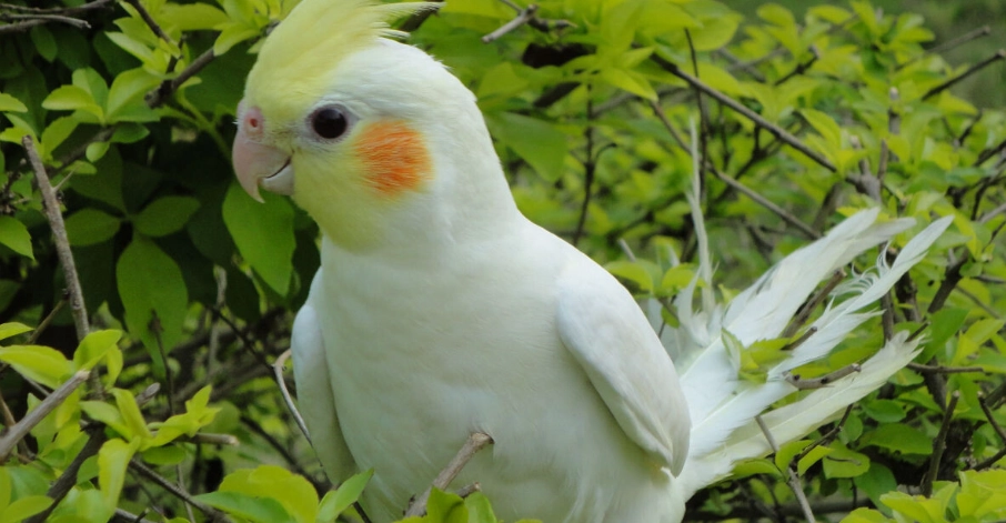玄鳳鸚鵡聲音解析