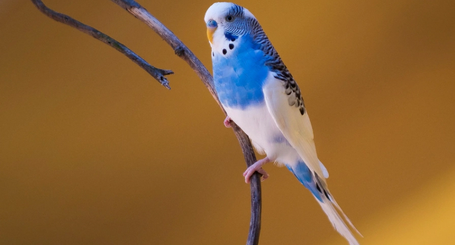 虎皮鸚鵡公母叫聲