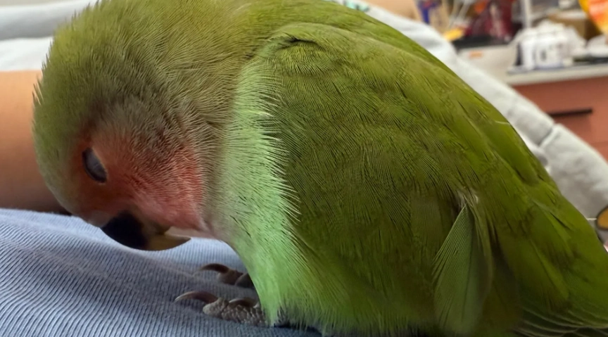 鸚鵡健康警訊 鸚鵡健康警訊