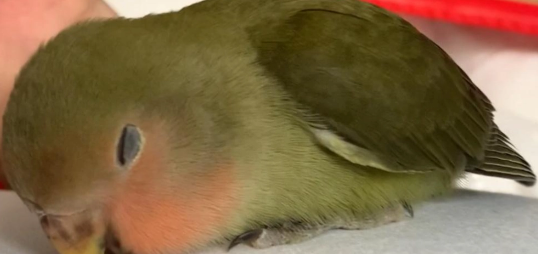 鸚鵡睡覺姿勢 鸚鵡睡覺姿勢